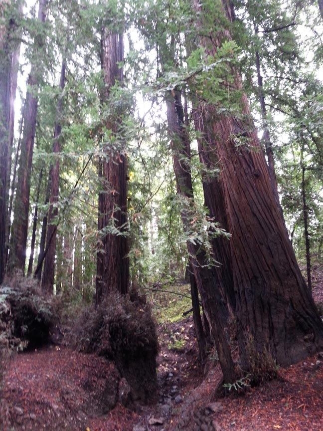 redwoods2